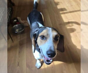Beagle-Unknown Mix Dogs for adoption in Overland Park, KS, USA