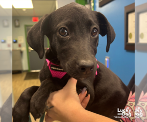 Labrador Retriever-Unknown Mix Dogs for adoption in Washington, DC, USA
