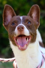 Jack-Rat Terrier Dogs for adoption in El Cajon, CA, USA