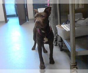 Labrador Retriever Dogs for adoption in Fayetteville, NC, USA