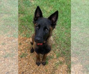 German Shepherd Dog-Unknown Mix Dogs for adoption in Monticello, MS, USA