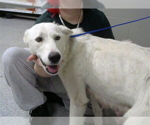 Great Pyrenees-Unknown Mix Dogs for adoption in Pasadena, TX, USA