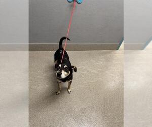 Chihuahua-Unknown Mix Dogs for adoption in Las Vegas, NV, USA