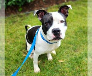 American Pit Bull Terrier Dogs for adoption in Minneapolis, MN, USA