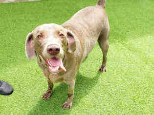 Weimaraner Dogs for adoption in Raleigh, NC, USA