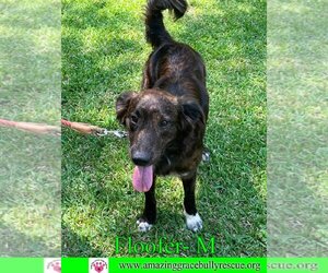 Labrador Retriever-Unknown Mix Dogs for adoption in Pensacola, FL, USA