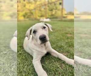 Great Pyrenees-Unknown Mix Dogs for adoption in FRAMINGHAM, MA, USA