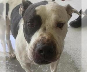 Bulldog Dogs for adoption in Tavares, FL, USA