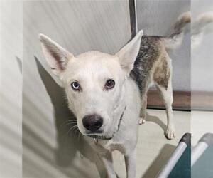 Siberian Husky Dogs for adoption in Bakersfield, CA, USA