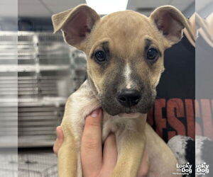 Mutt Dogs for adoption in Washington, DC, USA