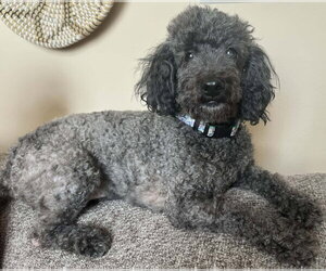 Medium Photo #6 Bichon Frise-Unknown Mix Puppy For Sale in Germantown, OH, USA