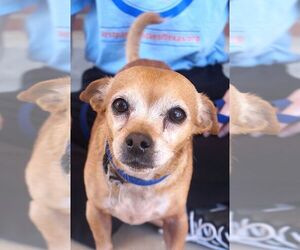 Chihuahua Dogs for adoption in Carrollton, TX, USA