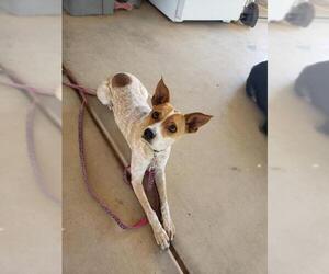 Unknown-Whippet Mix Dogs for adoption in Surprise , AZ, USA