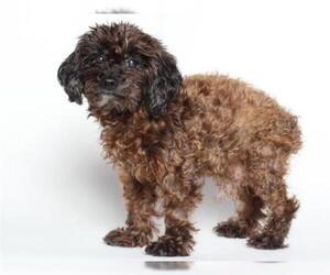 Poodle (Toy) Dogs for adoption in Burbank, CA, USA
