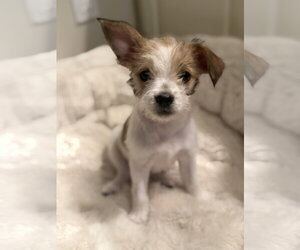 Chihuahua-Unknown Mix Dogs for adoption in St. Louis Park, MN, USA