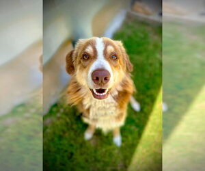 Australian Shepherd Dogs for adoption in Pleasanton, TX, USA