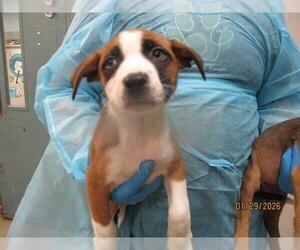 Mutt Dogs for adoption in Oklahoma City, OK, USA