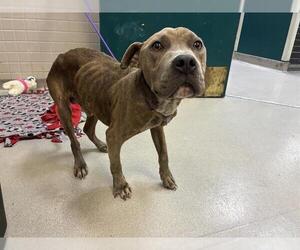 Mutt Dogs for adoption in Pasadena, CA, USA