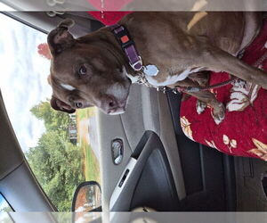 Mutt Dogs for adoption in Gettysburg, PA, USA