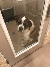 Medium Photo #1 Saint Bernard Puppy For Sale in CORNING, NY, USA
