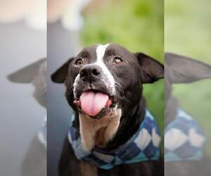 American Pit Bull Terrier Dogs for adoption in Belleville, IL, USA