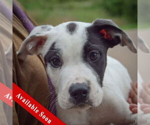 American Bulldog-American Staffordshire Terrier Mix Dogs for adoption in Huntley, IL, USA