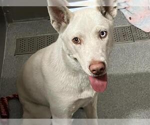 Siberian Husky-Unknown Mix Dogs for adoption in Orange, CA, USA