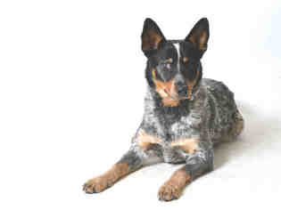 Australian Cattle Dog Dogs for adoption in San Martin, CA, USA