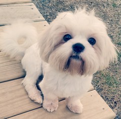 Shih Tzu-Unknown Mix Dogs for adoption in Dahlgren, VA, USA