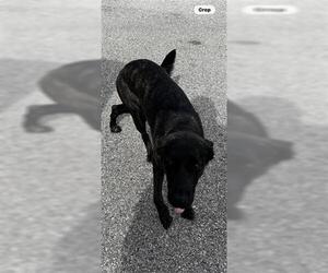 Mutt Dogs for adoption in Houston, TX, USA