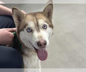 Siberian Husky Dogs for adoption in HESPERIA, CA, USA