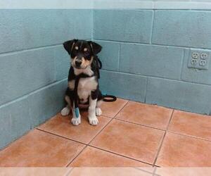German Shepherd Dog-Unknown Mix Dogs for adoption in Downey, CA, USA