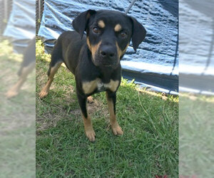 Rottweiler Dogs for adoption in Beaumont, TX, USA