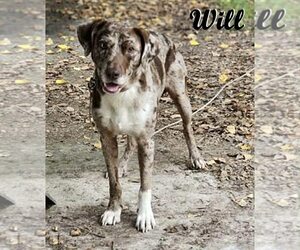 Catahoula Leopard Dog-Unknown Mix Dogs for adoption in Unionville, PA, USA