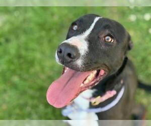 American Pit Bull Terrier-Unknown Mix Dogs for adoption in Tulsa, OK, USA
