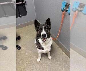 Siberian Husky-Unknown Mix Dogs for adoption in Las Vegas, NV, USA