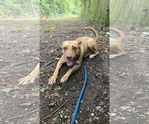 Mutt Dogs for adoption in Jackson, MS, USA