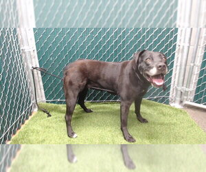 Labrador Retriever Dogs for adoption in Downey, CA, USA