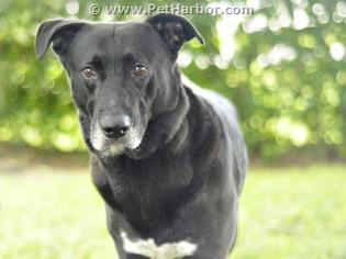 Shollie Dogs for adoption in Tavares, FL, USA