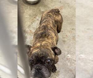 Medium Photo #2 French Bulldog Puppy For Sale in San Martin, CA, USA