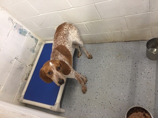 English Coonhound Dogs for adoption in Standish, MI, USA