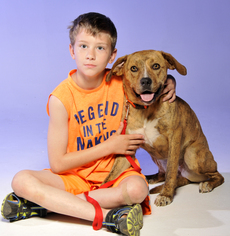 Boxer-Chesapeake Bay Retriever Mix Dogs for adoption in Cookeville, TN, USA