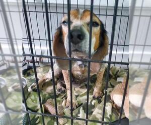 Beagle-Bluetick Coonhound Mix Dogs for adoption in Williamson, WV, USA