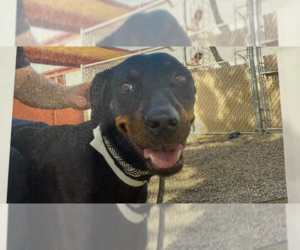 Rottweiler Dogs for adoption in Gilbert, AZ, USA