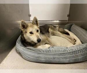 Siberian Husky-Unknown Mix Dogs for adoption in Modesto, CA, USA