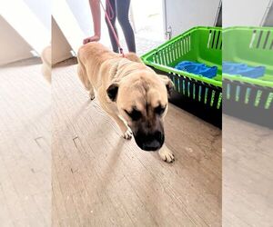 Mastiff-Unknown Mix Dogs for adoption in Calgary, Alberta, Canada