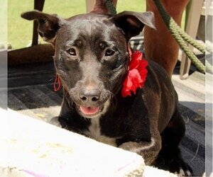 American Pit Bull Terrier-Unknown Mix Dogs for adoption in Riesel, TX, USA
