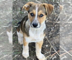 Beagle-Unknown Mix Dogs for adoption in Princeton, MN, USA