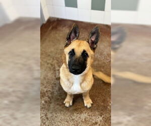 German Shepherd Dog Dogs for adoption in Salinas, CA, USA