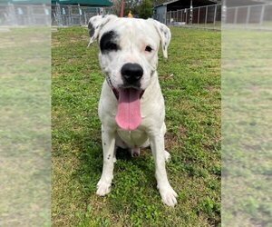 Dogo Argentino-Unknown Mix Dogs for adoption in Naples, FL, USA
